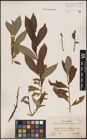 Foto von Salix caprea L. x Salix daphnoides Vill. x Salix purpurea L.